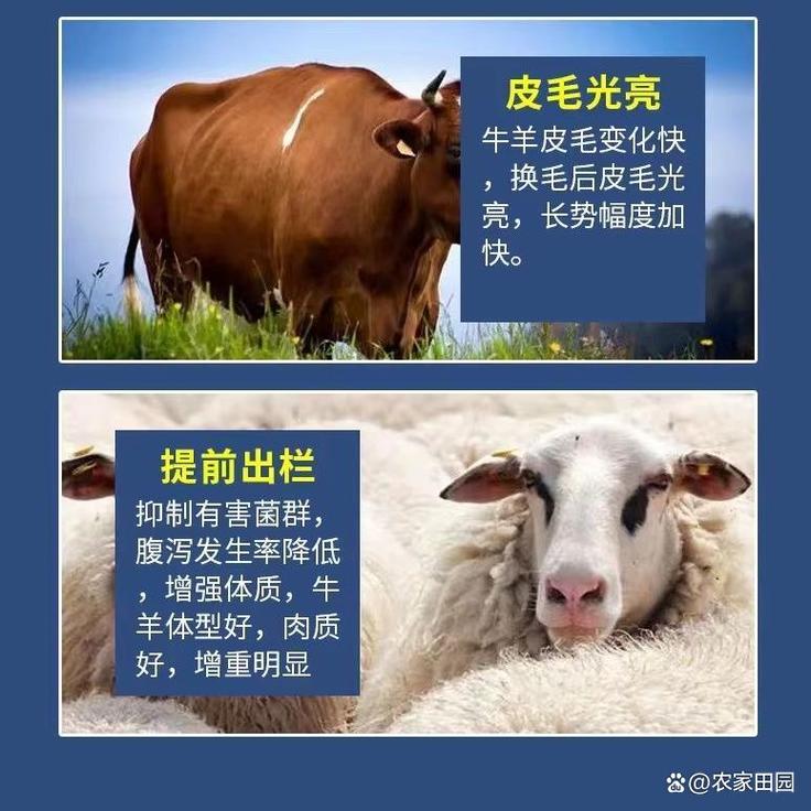 圣天兹25kg饲料级腐植酸钠 新疆高蛋白原料赋能，畜牧水产通用调肠净水之选